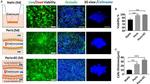 Occludin Antibody in Immunocytochemistry (ICC/IF)