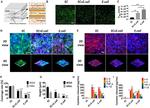 Occludin Antibody in Immunocytochemistry (ICC/IF)