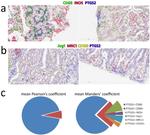 iNOS Antibody in Immunohistochemistry (IHC)