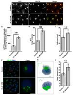 beta Amyloid Antibody in Immunocytochemistry (ICC/IF)