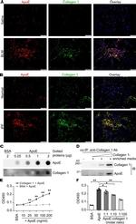 APOE Antibody in Immunocytochemistry (ICC/IF)