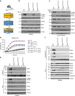 RIP3 Antibody in Western Blot (WB)