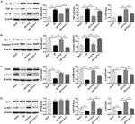 Phospho-Connexin 43 (Tyr265) Antibody in Western Blot (WB)