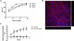 ZO-1 Antibody in Immunocytochemistry (ICC/IF)