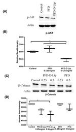 Phospho-AKT1 (Ser473) Antibody in Western Blot (WB)