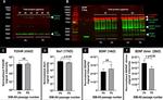 BDNF Antibody in Western Blot (WB)