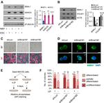 SSEA1 Antibody in Immunocytochemistry (ICC/IF)