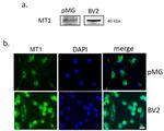 MTNR1A Antibody in Western Blot, Immunocytochemistry (WB, ICC/IF)