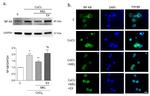 NFkB p65 Antibody in Western Blot, Immunocytochemistry (WB, ICC/IF)