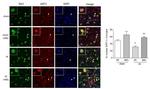 IBA1 Antibody in Immunohistochemistry (IHC)