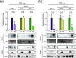 HSP90 beta Antibody in Western Blot (WB)