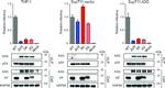 HSP90 beta Antibody in Western Blot (WB)