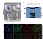 O-linked N-acetylglucosamine (O-GlcNAc) Antibody in Western Blot (WB)