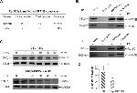 RAD50 Antibody in Western Blot (WB)