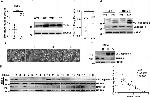 BMPR2 Antibody in Western Blot (WB)