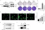 DYKDDDDK Tag Antibody in Western Blot, Immunoprecipitation (WB, IP)