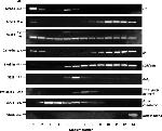 Calnexin Antibody in Western Blot (WB)