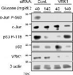 Phospho-p53 (Thr18) Antibody in Western Blot (WB)