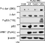 Phospho-p53 (Thr18) Antibody in Western Blot (WB)