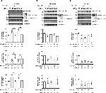 LAMP2 Antibody in Western Blot (WB)