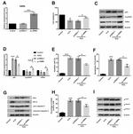 p19ARF Antibody in Western Blot (WB)