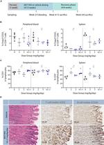 CD20 Antibody in Immunohistochemistry (IHC)