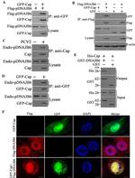 DYKDDDDK Tag Antibody in Immunoprecipitation (IP)