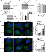 DYKDDDDK Tag Antibody in Immunoprecipitation (IP)