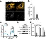 Cardiac Troponin T Antibody in Western Blot (WB)