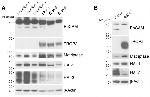 EpCAM Antibody in Western Blot (WB)