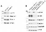 Claudin 1 Antibody in Western Blot (WB)