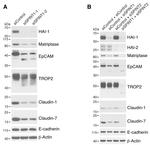 Claudin 1 Antibody in Western Blot (WB)