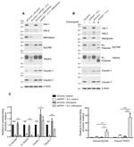 Claudin 1 Antibody in Western Blot (WB)