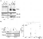 LC3B Antibody in Western Blot (WB)