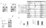 Phospho-PRAS40 (Thr246) Antibody in Western Blot (WB)