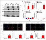 p53 Antibody in Immunocytochemistry (ICC/IF)