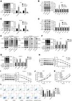 O-linked N-acetylglucosamine (O-GlcNAc) Antibody in Western Blot (WB)