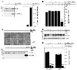 6x-His Tag Antibody in Western Blot (WB)