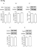 FIS1 Antibody in Western Blot (WB)