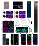 P-Glycoprotein Antibody in Immunocytochemistry (ICC/IF)