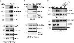 DNA-PK Antibody in Western Blot, Immunoprecipitation (WB, IP)