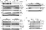 DNA-PK Antibody in Western Blot (WB)