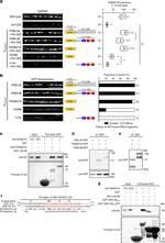 RFP Antibody in Western Blot, Immunoprecipitation (WB, IP)