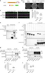 RFP Antibody in Western Blot, Immunoprecipitation (WB, IP)