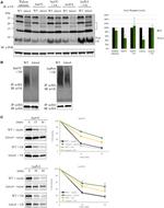 Ubiquitin Antibody in Western Blot (WB)