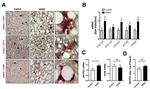 P2X7 Antibody in Immunohistochemistry (IHC)