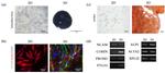 Versican Antibody in Immunocytochemistry (ICC/IF)