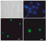 OCT4 Antibody in Immunocytochemistry (ICC/IF)