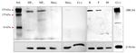 ABCA4 Antibody in Western Blot (WB)