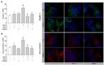 ZO-1 Antibody in Immunocytochemistry (ICC/IF)